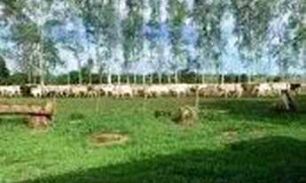 Imagem 5: Fazenda c/ 720he, sendo 500he em lavoura, Município de Rondonópolis-MT