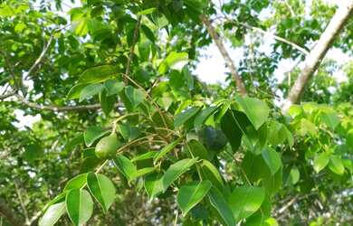 Imagem 4: 3 tarefas em PAU SECO - HUMILDES