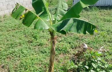 Imagem 7: Sítio Na Região da Matinha( oportunidade