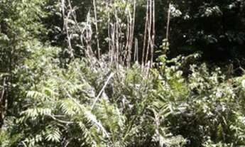 Imagem 2: Sítio 21 ha, ótimo para turismo