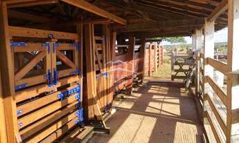 Imagem: FANTASTICA FAZENDA A 54 KM DE MONTES CLAROS