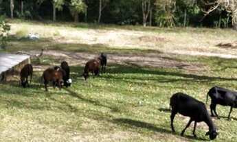 Imagem 2: Vendo Sítio em Águas Claras RS