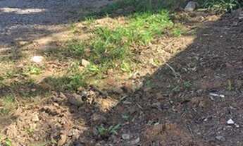 Imagem 5: Terreno em Ipelândia