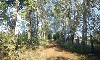 Imagem 2: Chácara / sítio Jaraguari bom fim asfalto 31ha