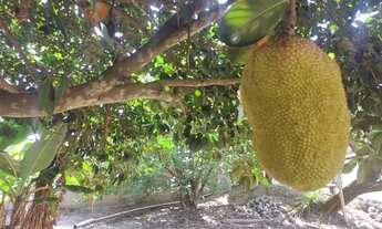Imagem: Sítio em Betim com pomar produzindo bairro
