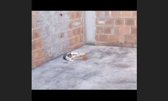 Imagem 3: Casa Casa com 2 dormitórios