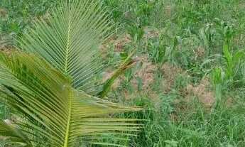 Imagem 6: 1 Tarefa de terra