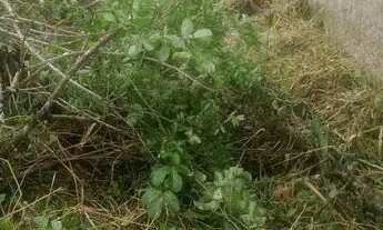 Imagem: Vendo 3 terrenos em Araquari pronto para