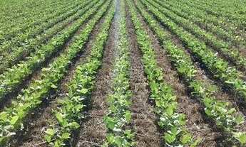 Imagem: Fazenda de 389 hectares em Urucuia-MG