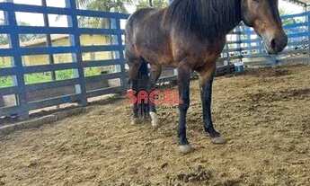 Imagem 7: Chácara ampla com casas - Nossa Senhora das Dores/SE