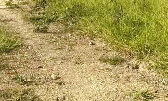 Imagem 3: Chácara a venda no rio dos bois São Miguel pass 4