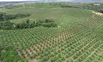 Imagem 7: FAZENDA NO SUL DA BAHIA - 1855 TAREFAS