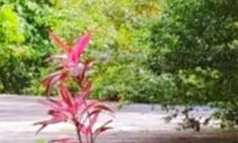 Imagem 4: Venda - Chácara Morro da Lagoa / Ponta da Fruta Vila Velha-ES