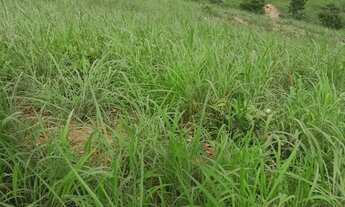 Imagem 3: Fazenda modelo em Planaltina Goias