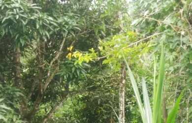 Imagem 5: Fazenda em Floresta Azul , 10 hectares