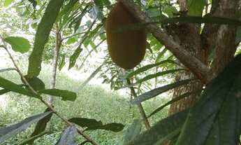 Imagem 5: Sítio a venda Fazenda / sítio com venda por R$150.000
