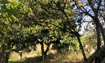 Imagem 4: Sítio 11 hectares riquíssimo em Água à venda em Piracema/MG