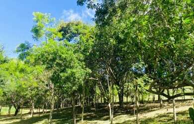 Imagem 2: Vendo Terreno em Mairique Direto Com O Proprietário!