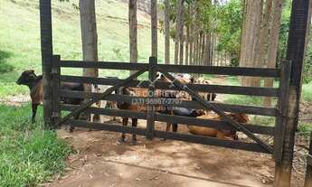 Imagem 5: Leopoldina - Fazenda - Centro