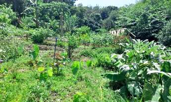 Imagem 2: Chácara Na Ilha do Sol