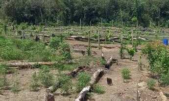 Imagem 3: Sitio muitas fruteira 100×600