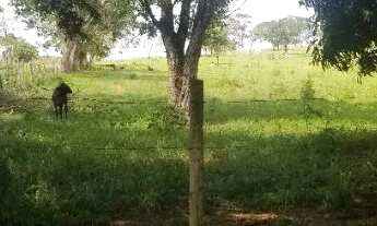 Imagem 4: Terreno rural 15.000m2, Comunidade ponte Ferro