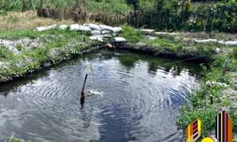 Imagem 2: Granja no conde 100% irrigada produzindo o ano todo