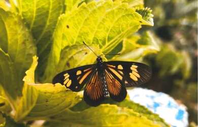 Imagem 2: Maravilhosa chácara, 2 mil metros com lago, nascentes., piscina, galinheiro, e etc.