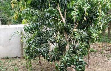 Imagem 5: CHÁCARA EM HEITORAÍ - RIO URU