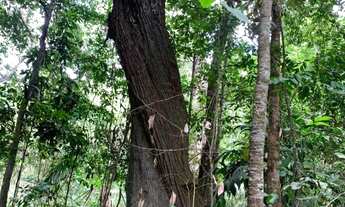 Imagem 2: CHÁCARA QUITADA DE 6.000 M²