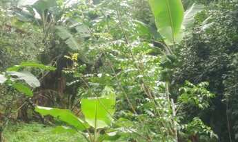 Imagem 4: Fazenda em Floresta Azul , 10 hectares