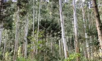 Imagem 2: VENDO terreno em Anitápolis, ótima oportunidade!