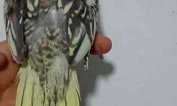 Imagem 4: Vendo Casa com aluguel por R$100 /mês