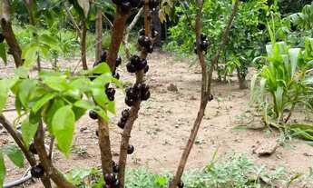 Imagem 7: Linda chácara a venda em esmeralda MG
