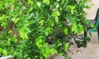 Imagem 5: Vendo ou troco 2 Casas próx ao Centro de Itaguaí