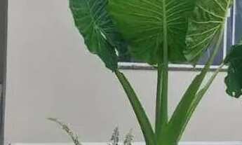 Imagem 3: Casa com 1 dormitório à venda, 48 m² por R$ 299.000,00 - São João - Irati/PR