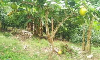 Imagem 3: Fazenda em Floresta Azul , 10 hectares