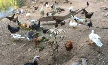 Imagem 4: Sítio- Quatis, Ribeirão de São Joaquim