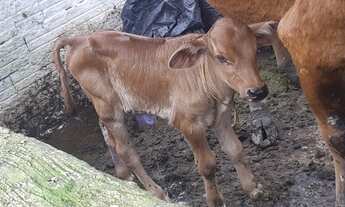 Imagem 3: Sítio, chácara