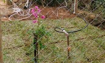 Imagem 4: Oportunidade! Chácara em condomínio com 2 chalés, água, luz, pomar! Próximo trevo de Caeté