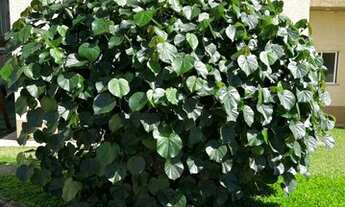 Imagem 2: Apartamento para Venda em Santo André, Vila João Ramalho, 2 dormitórios, 1 banheiro, 1 vag