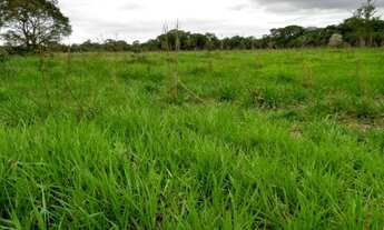 Imagem 3: Fazenda 135 hectares proximo de cuiaba
