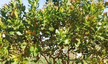 Imagem 2: Chácara 1.000 metros 85.000