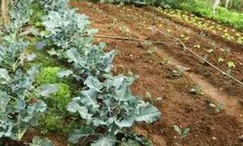 Imagem 7: Chacara 02 alqueires ao lado Nova Pecuária