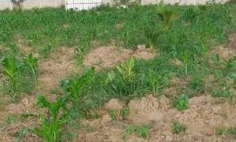 Imagem 2: 1 Tarefa de terra