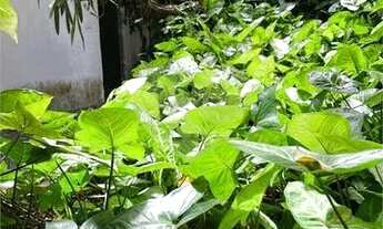 Imagem 5: São Paulo - Casa Padrão - JARDIM PAULISTANO