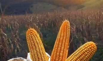 Imagem 7: Fazenda, Sítio, Chácara