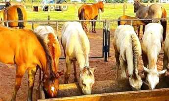 Imagem 3: Fazenda, Sítio, Chácara