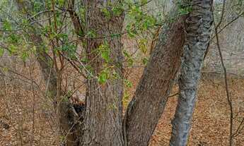 Imagem 4: Vendo 36 tarefas de terra em Itaberaba-BA