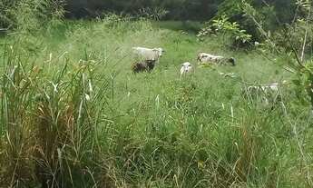 Imagem 3: Venda-se está fazenda de 165 alqueires no Estado do Rio de janeiro/RJ